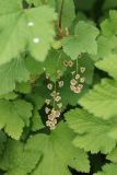 Ribes spicatum. Соцветия и листья. Беларусь, Витебская обл., окр. г. Городок, ур. Бас-остров (мыс между оз. Луговое и Ореховое), опушка смешанного леса с у дороги. 02.05.2025.