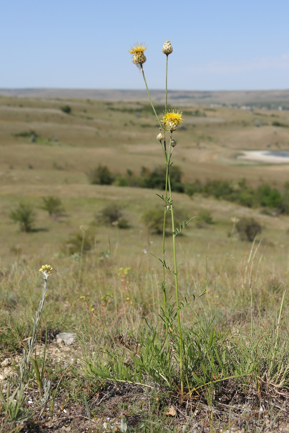 Image of Centaurea orientalis specimen.