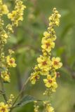 Verbascum chaixii