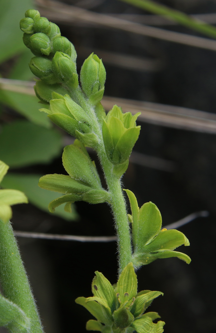 Image of Veratrum lobelianum specimen.