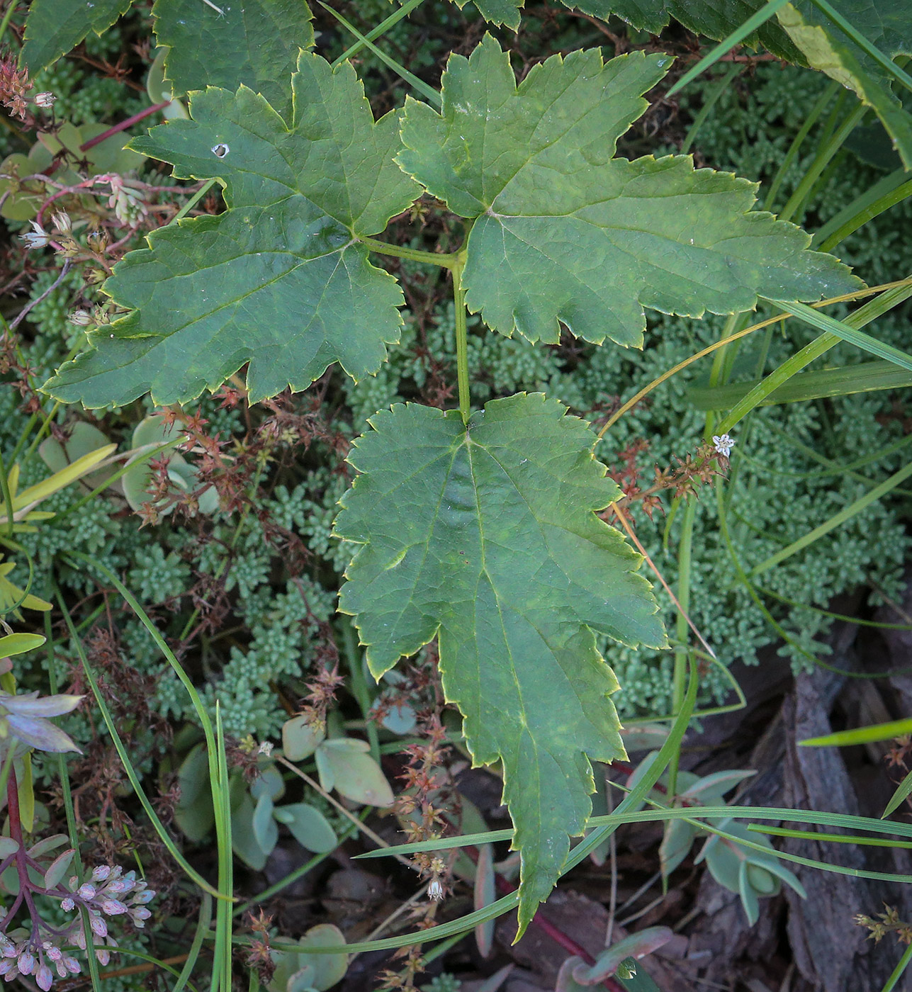 Image of genus Anemone specimen.