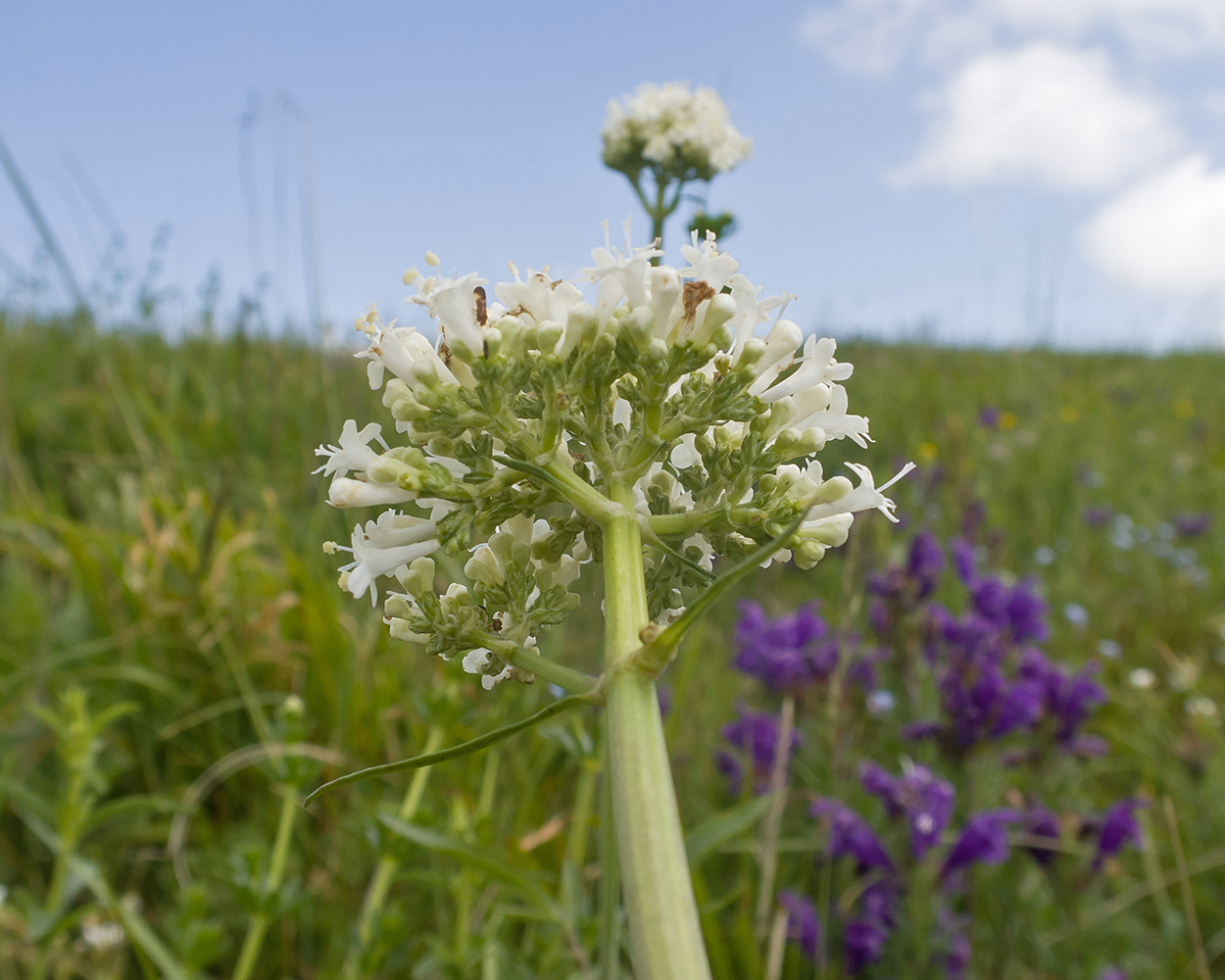 Image of Valeriana alpestris specimen.