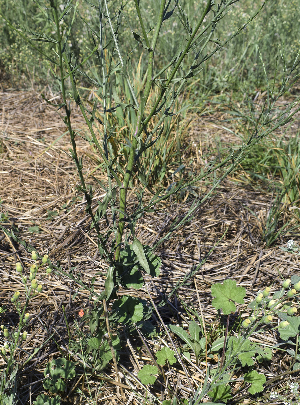 Изображение особи Symphyotrichum subulatum var. squamatum.
