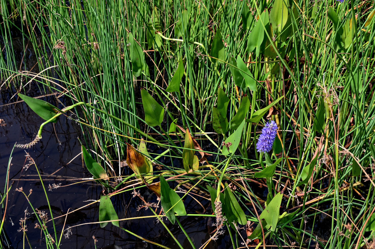Изображение особи Pontederia cordata.