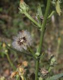 Picris hieracioides. Часть побега с соплодием, увядшим и нераспустившимся соцветиями. Жирона, комарка Баш Эмпорда, муниципалитет Калонже, дубово-сосновый лес, обочина просёлочной дороги. 03.08.2025.