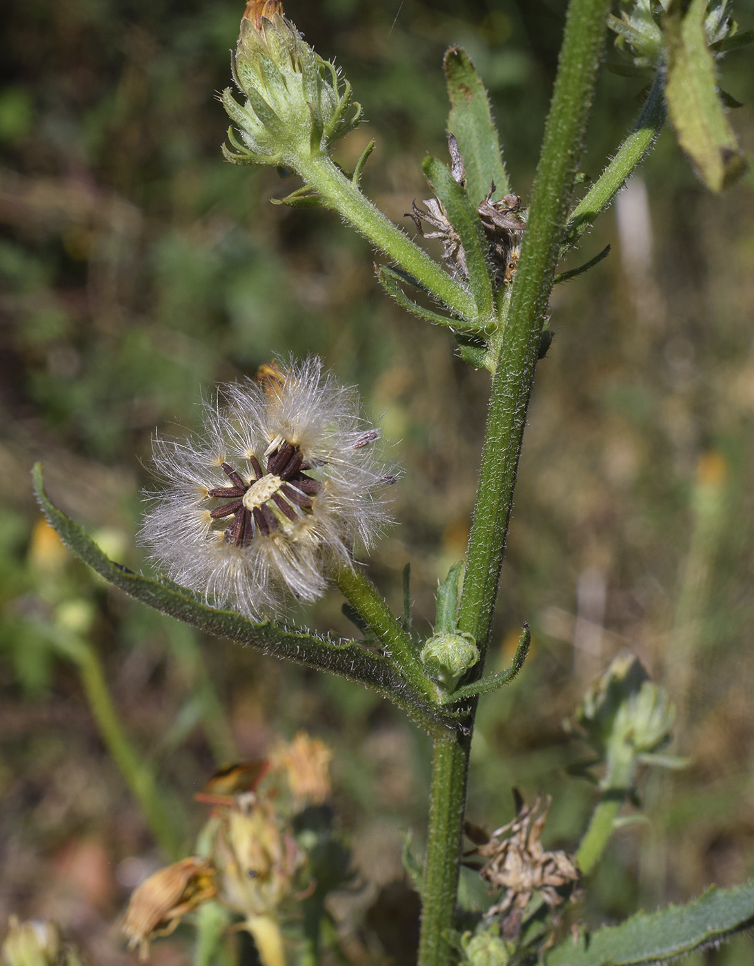 Image of Picris hieracioides specimen.