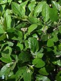 Cotoneaster lucidus