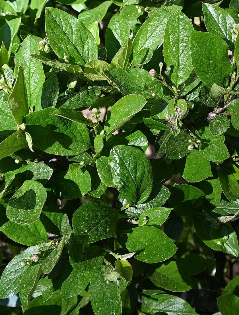 Image of Cotoneaster lucidus specimen.