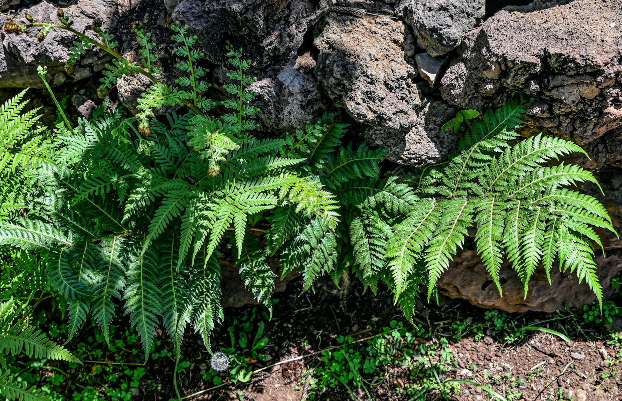 Изображение особи Alsophila australis.