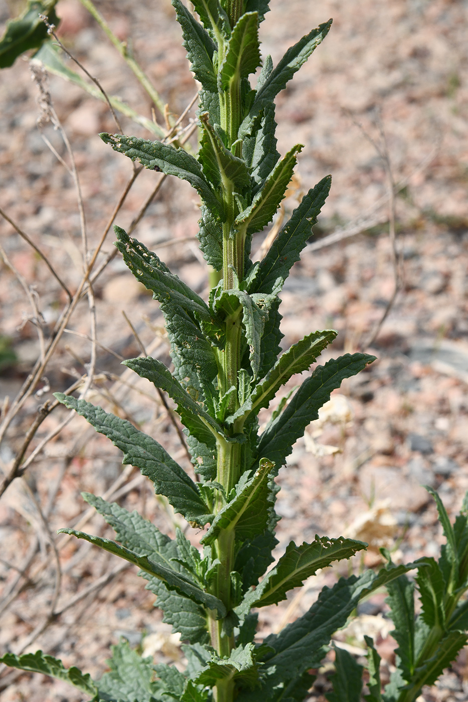 Изображение особи Verbascum blattaria.