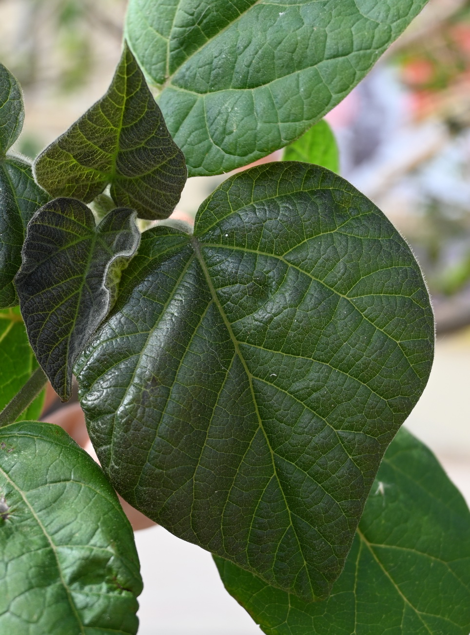 Image of Paulownia tomentosa specimen.