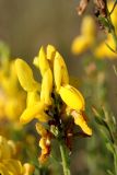 Genista tinctoria. Верхушка веточки с цветком. Белгородская обл., Ракитянский р-н, окр. с. Чистополье; дол. р. Ивенка, балка Широкий Яр, сухая подошва левого отвершка. 26 июля 2021 г.