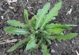 Cichorium intybus