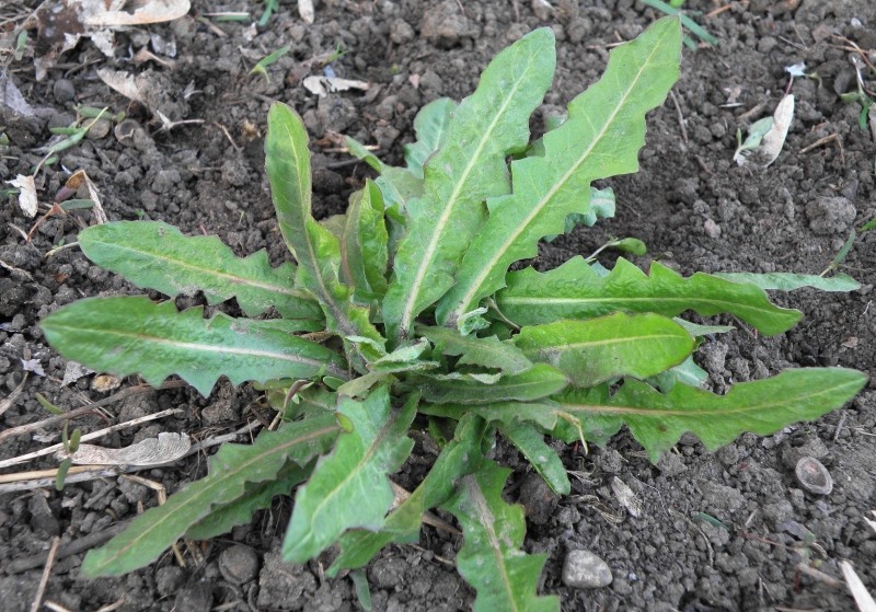 Image of Cichorium intybus specimen.