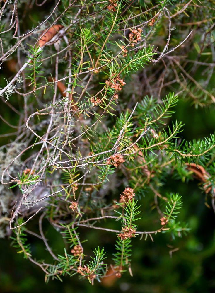 Image of Erica arborea specimen.