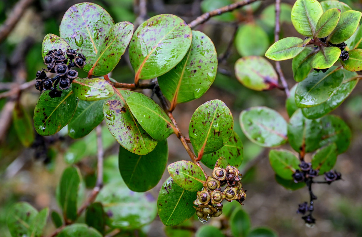 Image of Metrosideros polymorpha specimen.