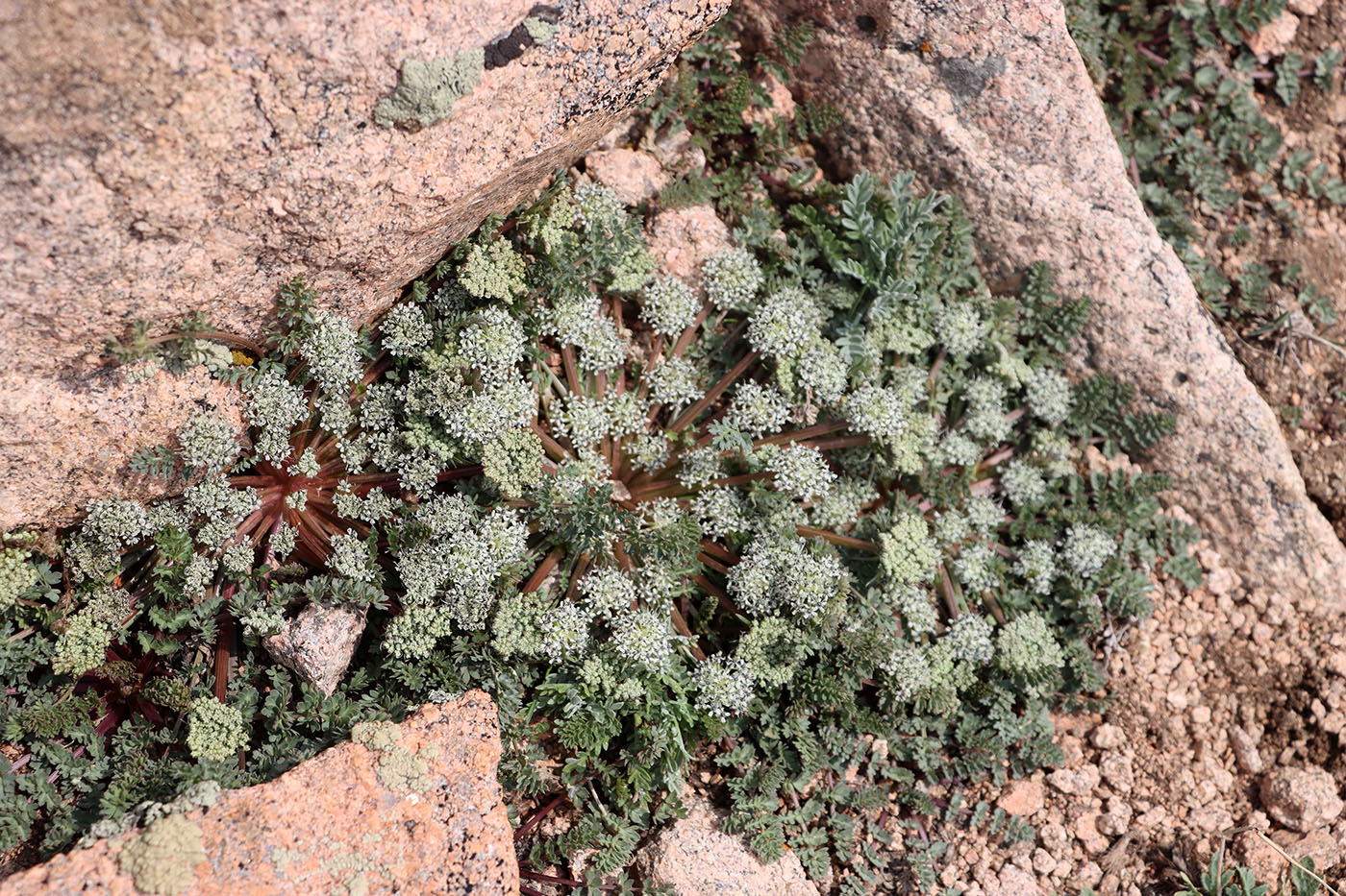 Изображение особи Dimorphosciadium gayoides.