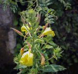 Oenothera glazioviana. Верхушка цветущего растения. Абхазия, Гудаутский р-н, окр. с. Лдзаа, берег водоотводного канала. 12.06.2025.