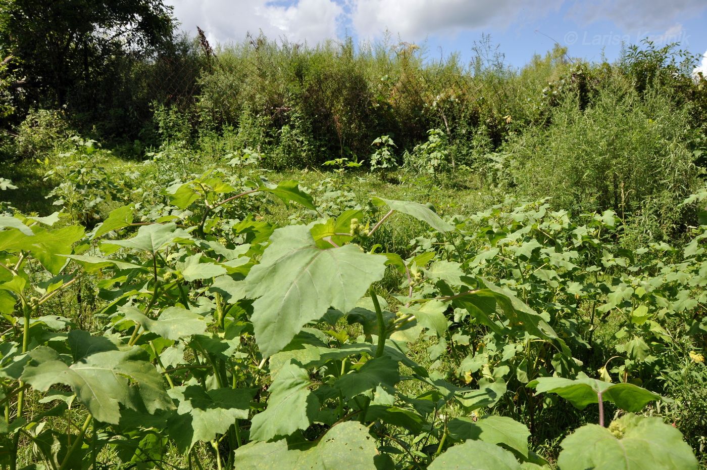 Image of Xanthium orientale specimen.