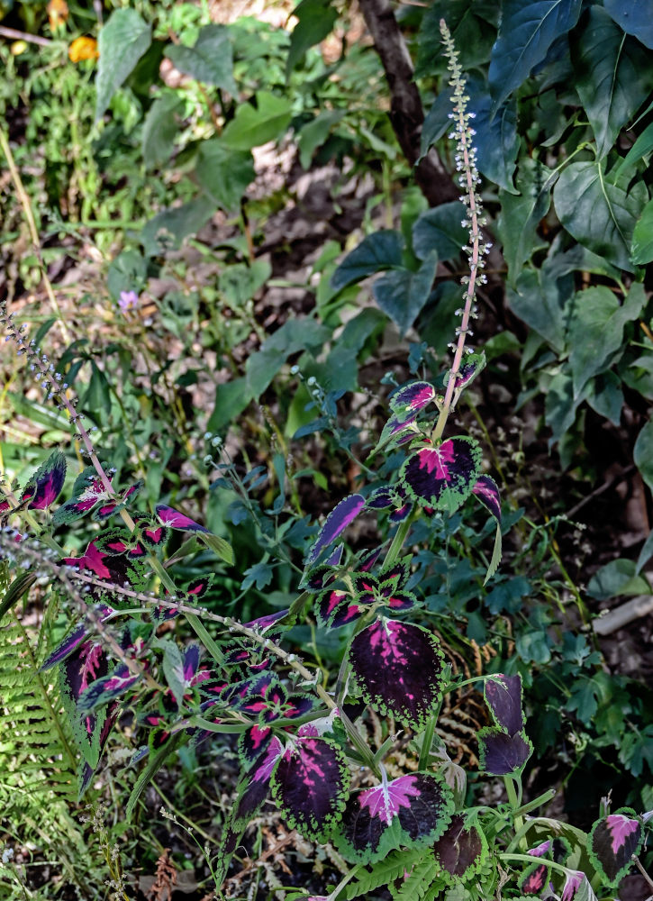 Изображение особи Coleus scutellarioides.