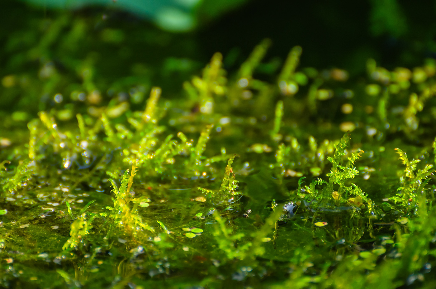 Изображение особи Неопознанный вид.