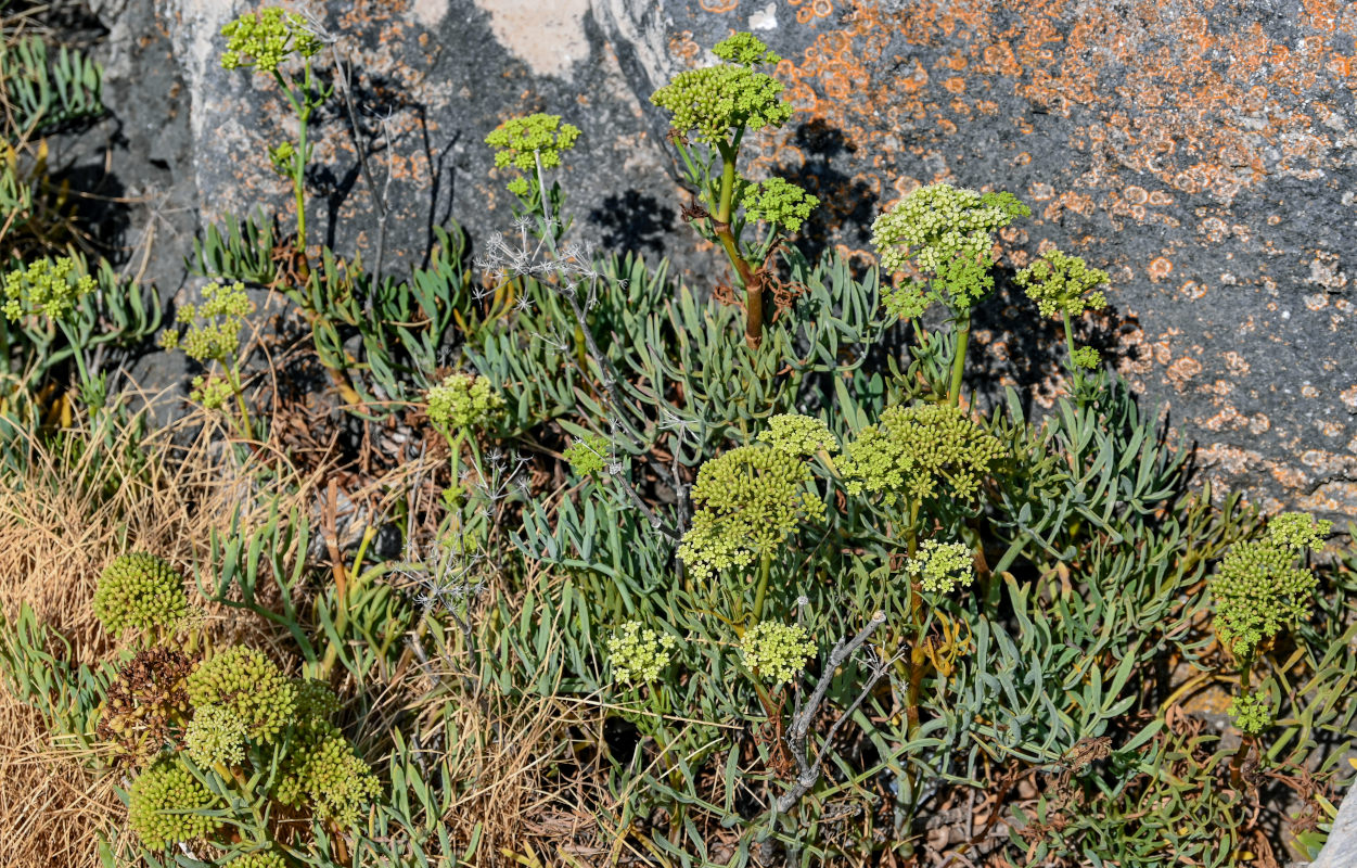 Изображение особи Crithmum maritimum.