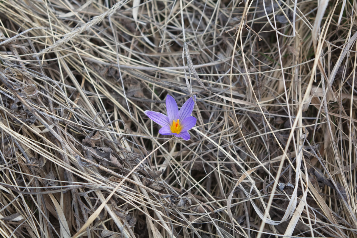Изображение особи Crocus reticulatus.