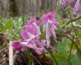 Corydalis caucasica