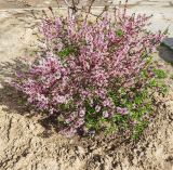 Amygdalus nana. Цветущее растение. Волгоград, проспект Героев Сталинграда 40. 13.04.2026.