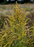 Solidago canadensis. Верхушка побега с отцветающими соцветиями. Тульская обл., Заокский р-н, окр. с. Дмитриевское, окраина залежи. 07.09.2025.
