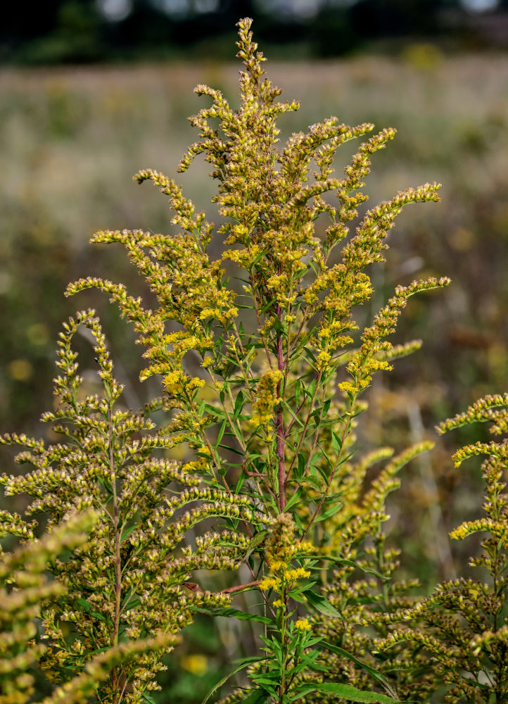 Изображение особи Solidago canadensis.