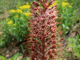 Eremurus regelii. Средняя часть соцветия. Казахстан, Туркестанская обл., запов. \"Аксу-Жабаглы\", южный склон каньона Аксу. 17 мая 2026 г.