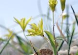 View full-size image genus Gagea