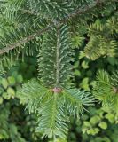 Abies balsamea. Ветвь с молодыми побегами. Волгоград, Волгоградский региональный ботанический сад. 23.05.2026.