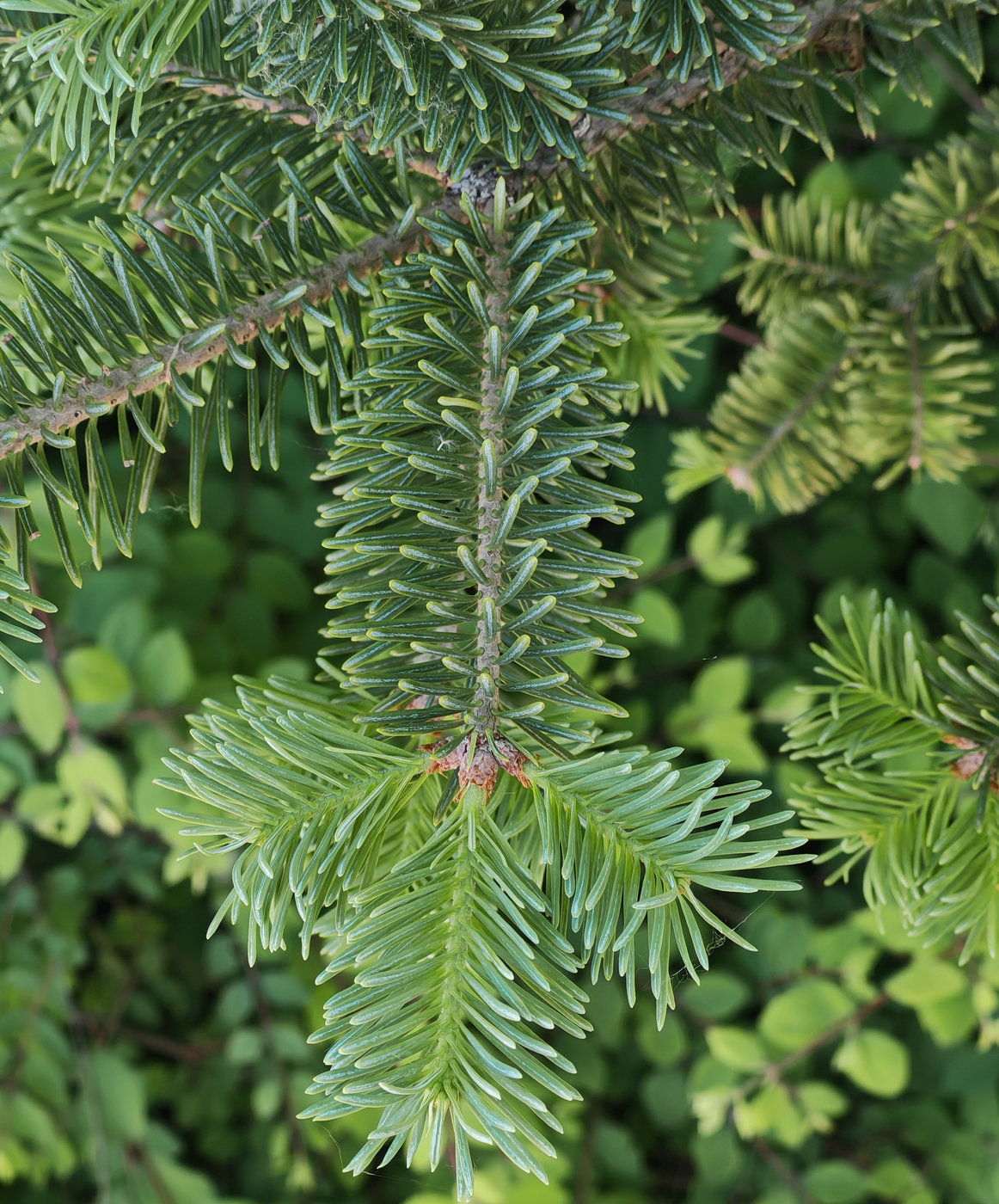 Image of Abies balsamea specimen.