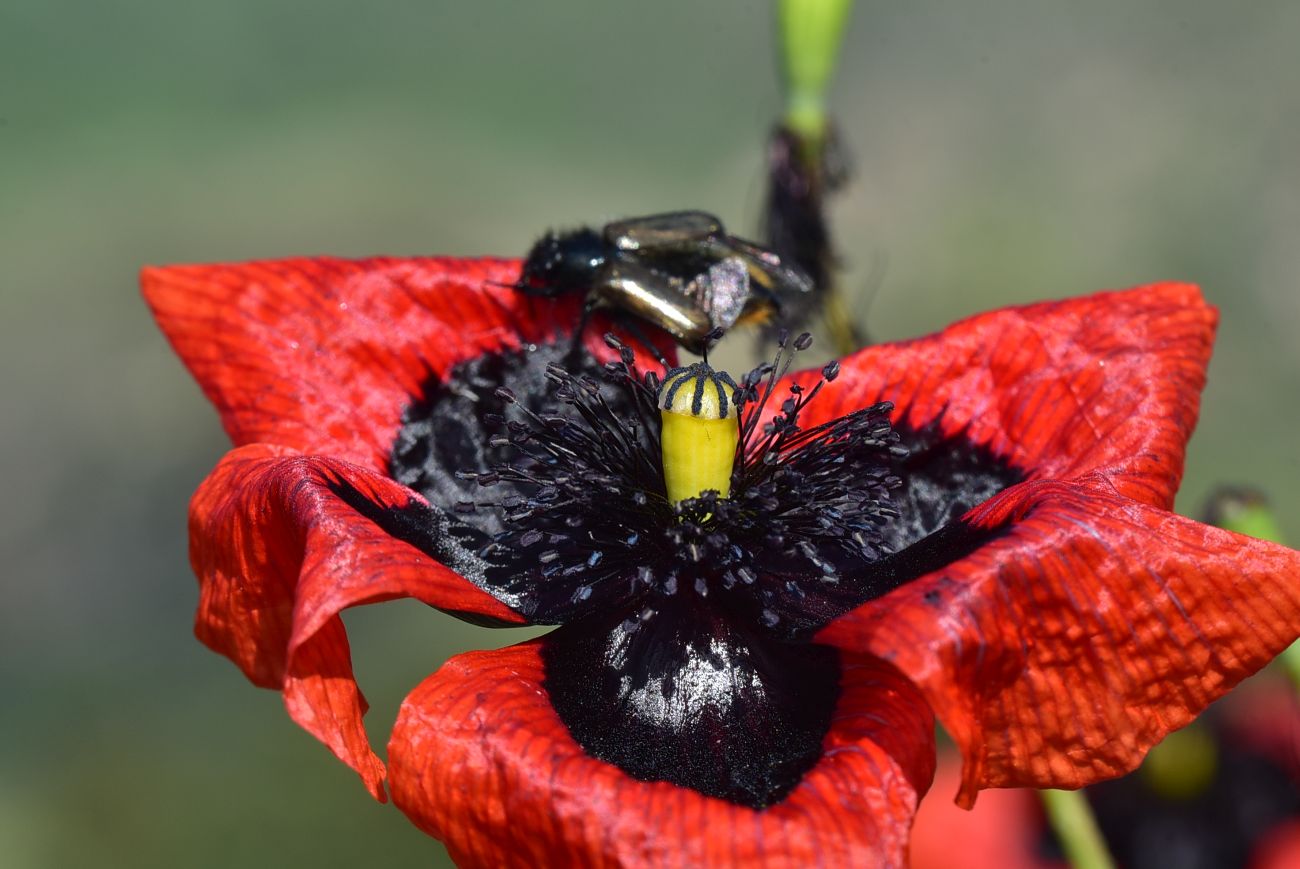 Изображение особи род Papaver.