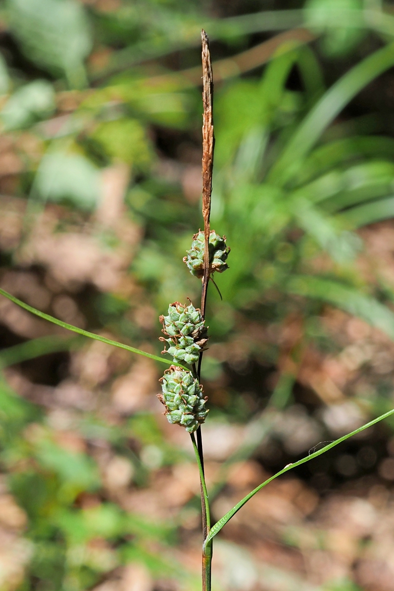Image of Carex grioletii specimen.