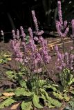 Psylliostachys suworowii. Цветущее растение. Белгородская обл., пос. Ракитное, ул. Сосновая, 2, в культуре. 3 июля 2026 г.