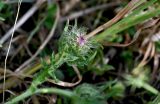 genus Centaurea. Верхушка побега с распускающимся соцветием. Португалия, округ Бежа, дол. р. Рибейра-ду-Торгал, дубовой рощи. 04.06.2026.
