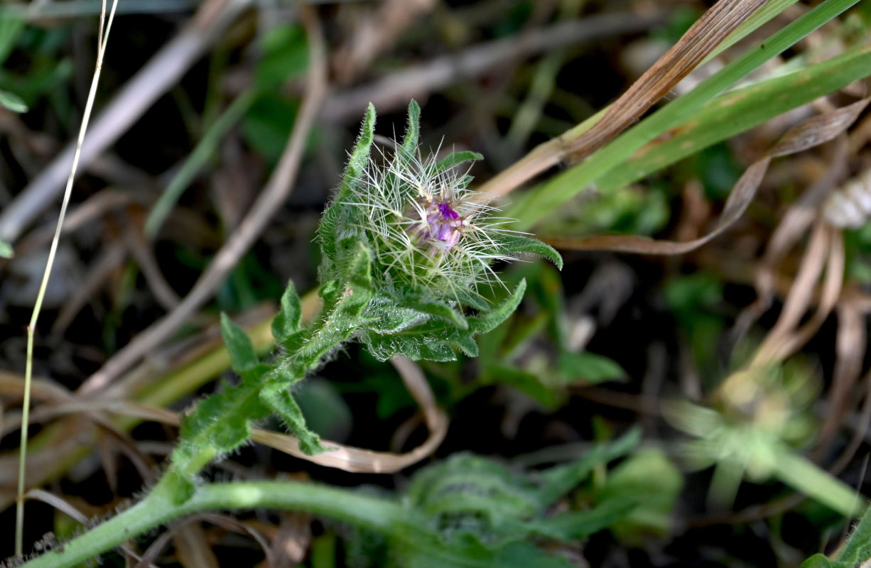 Image of genus Centaurea specimen.