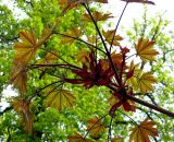 Acer platanoides