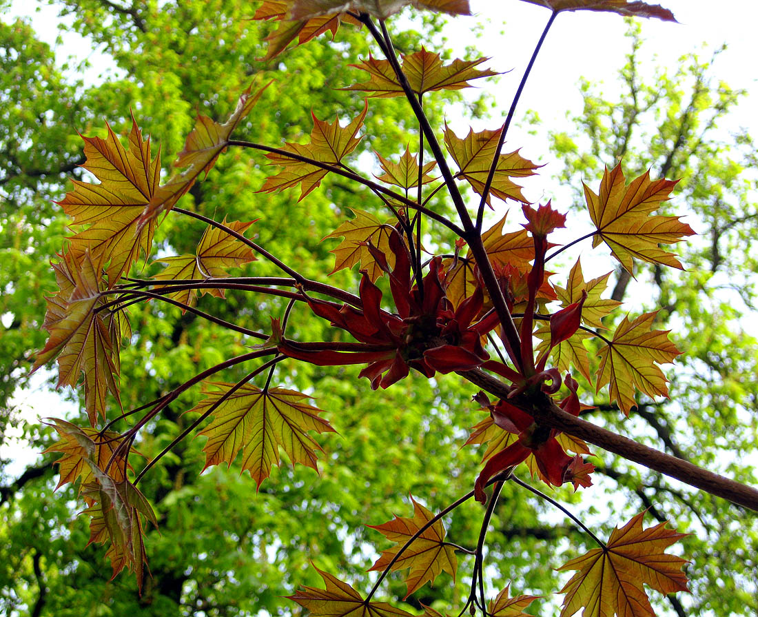 Изображение особи Acer platanoides.