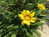 Gazania × hybrida