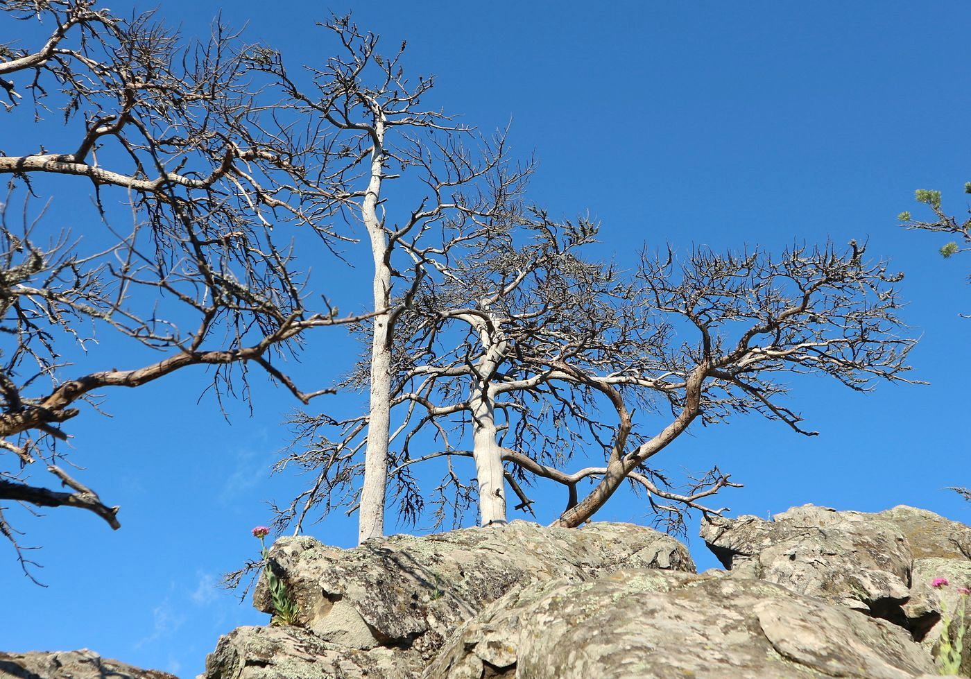 Изображение особи Pinus sylvestris ssp. hamata.