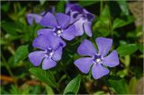 Vinca minor. Цветки. Московская обл., Раменский р-н, окр. дер. Хрипань, садовый участок. 14.05.2926.