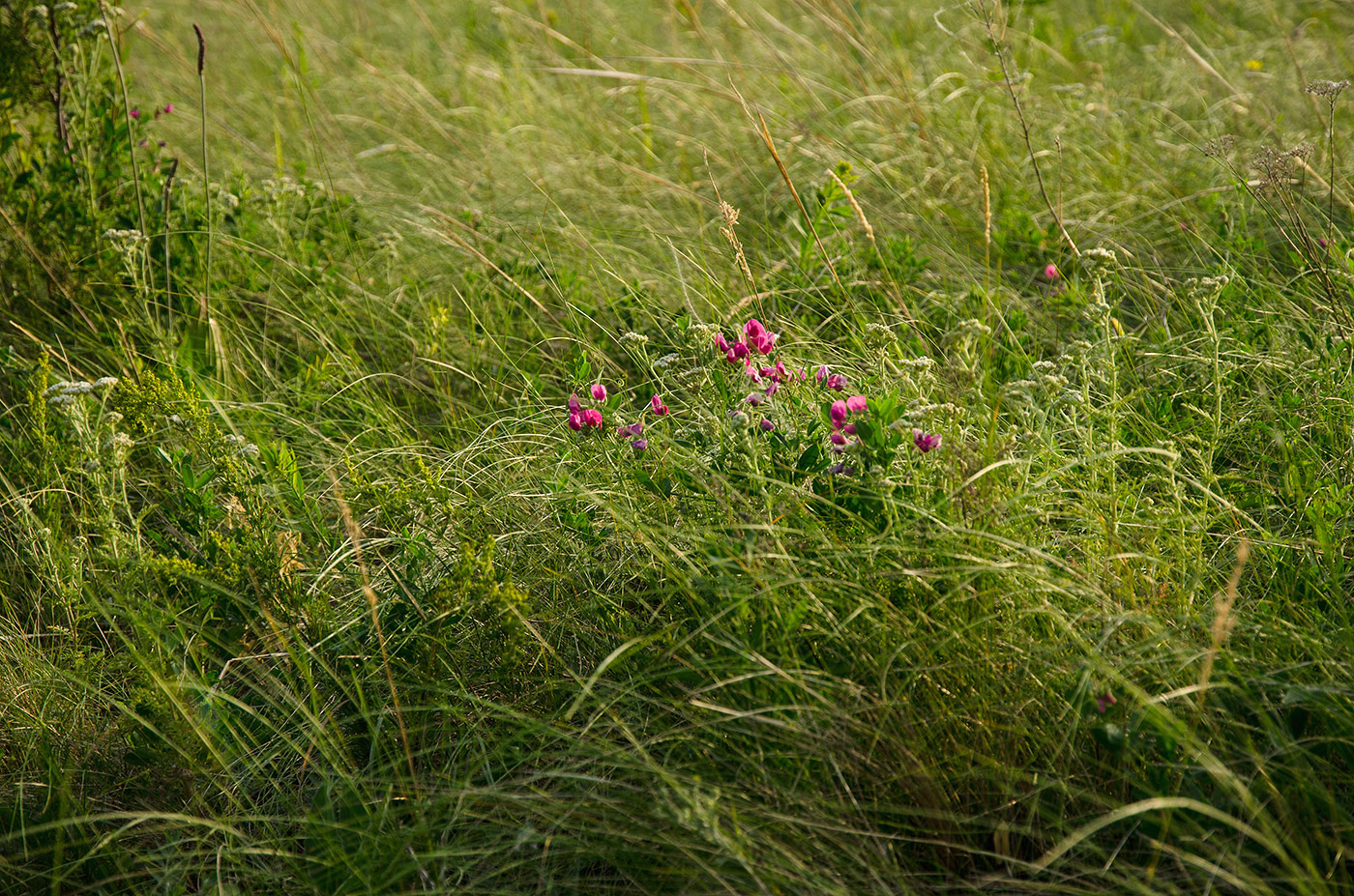 Изображение особи Lathyrus tuberosus.