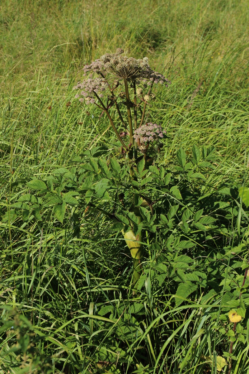 Изображение особи Angelica sylvestris.