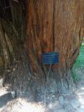 Sequoia sempervirens. Основание ствола. Абхазия, г. Сухум, Ботанический сад. 13.08.2024.