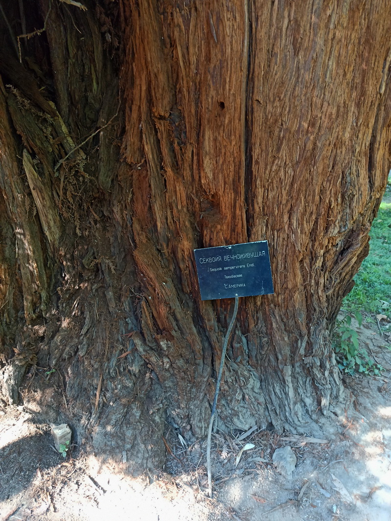 Изображение особи Sequoia sempervirens.