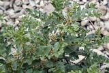 Glycyrrhiza uralensis. Верхушки побегов с соцветиями. Кыргызстан, Нарынская обл., Ак-Талинский р-н, 7 км к юго-западу от с. Кош-Дёбё, южные отроги хр. Молдо-Тоо, выс. ~ 2850 м н.у.м., придорожная каменистая осыпь. 08.07.2026.